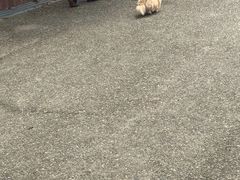 -台场海滨公园船码头