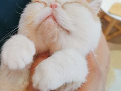 -Heymao猫咖.咖啡厅(东门店)