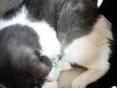 -北京观赏动物医院·24小时大型综合·猫专科·异宠专科