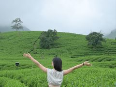 -帐篷客·溪龙茶谷度假酒店