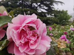 -香山公园