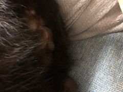 -凯特喵百思猫专科医院