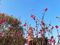 -广州莲花山旅游区