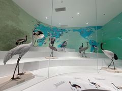 -盐城丹顶鹤湿地生态旅游区