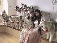 -Husky Go! 哈士奇体验馆·宠物咖啡厅狗咖