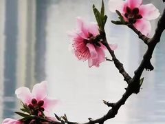 -莫愁湖公园
