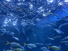 -海合安成都极地海洋公园