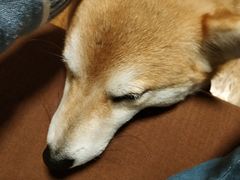 -柴务处·柴犬主题狗咖