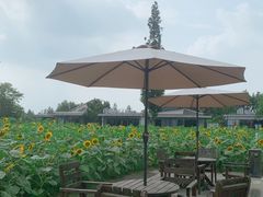-田园东方蜜桃村的田野营地