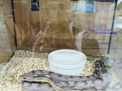 -青石桥花鸟鱼虫市场(叠翠城店)