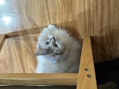 -MOCHA明星猫咖(田子坊店)