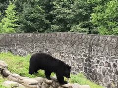 -都江堰中华大熊猫苑