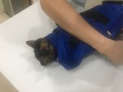 -菲尔斯特宠物医院