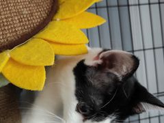 -艾吉宠物医院·疑难杂症转诊中心·猫友好(碧江路院)