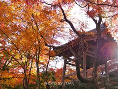 -常寂光寺