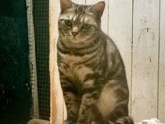 -猫咪博物馆(顶澳仔猫街店)