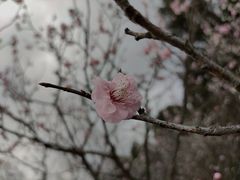 -梅花山(明孝陵内)