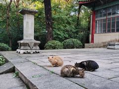 -灵谷景区