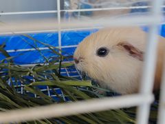-楼上猫咖(罗湖店)