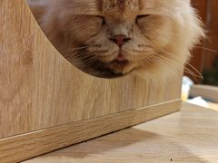-米乐乖乖猫咪咖啡馆·猫咖(深圳湾后海汇店)