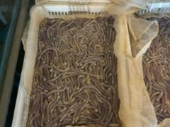 -御唐府海珊瑚主题餐厅
