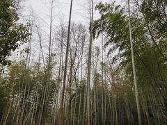 -大蜀山国家森林公园