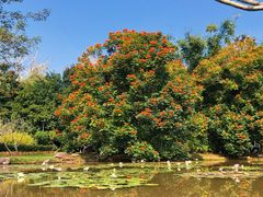 -中国科学院西双版纳热带植物园