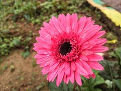 -松山湖梦幻百花洲