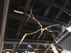 -墨尔本博物馆(Melbourne Museum)