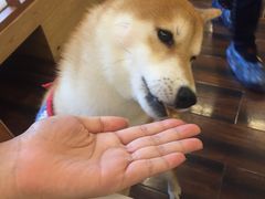 -豆柴町-柴犬主题狗咖(红鼎国际C座店)