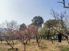 -无锡梅园公园