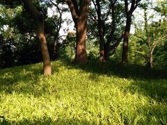 -徐家汇源景区-衡山公园