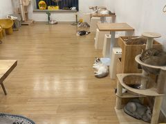 -有喵·猫咖·狗咖·30几只猫10只小狗(岗厦店)