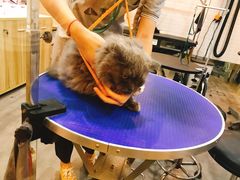 -PETKIT小佩宠物(古北店)