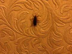 -天禄华美达广场酒店-雅兰轩中餐厅(青年路店)