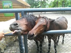 -长白岛森林公园