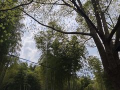 -东明山森林公园