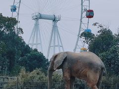 -上海野生动物园