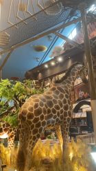 -卡通尼·Safari非洲探索乐园·生日会(金桥国际商业广场店)