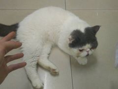 -安安宠医宠物医院·异宠·犬猫内科(岳阳分院)
