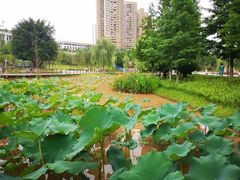 -沐仙湖湿地公园