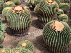 -国家植物园