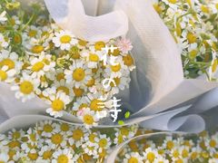 -循礼门鲜花花市(武汉循礼门店)