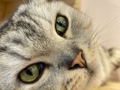 -猫咪派对(江南西店)