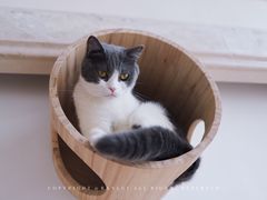 -Catmate·猫肥家润(金润铂宫店)