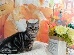 -爱洗澡的猫(望京店)