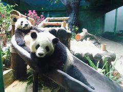-灵玲国际马戏城