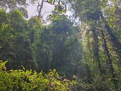 -莫里热带雨林景区