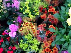 iphone_upload_pic-秦美花卉(天朗·莱茵小城2期店)