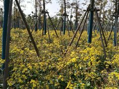 -春花秋色城市公园